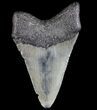 Fossil Megalodon Tooth - Georgia #77528-1